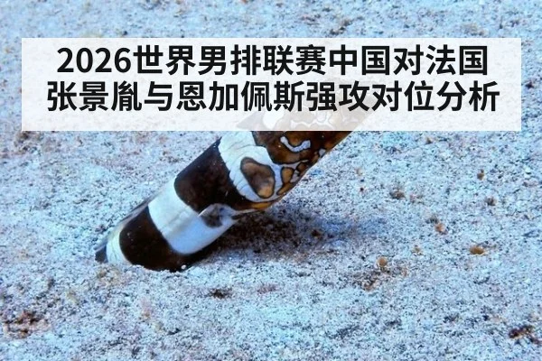 2026世界男排联赛中国对法国张景胤与恩加佩斯强攻对位分析